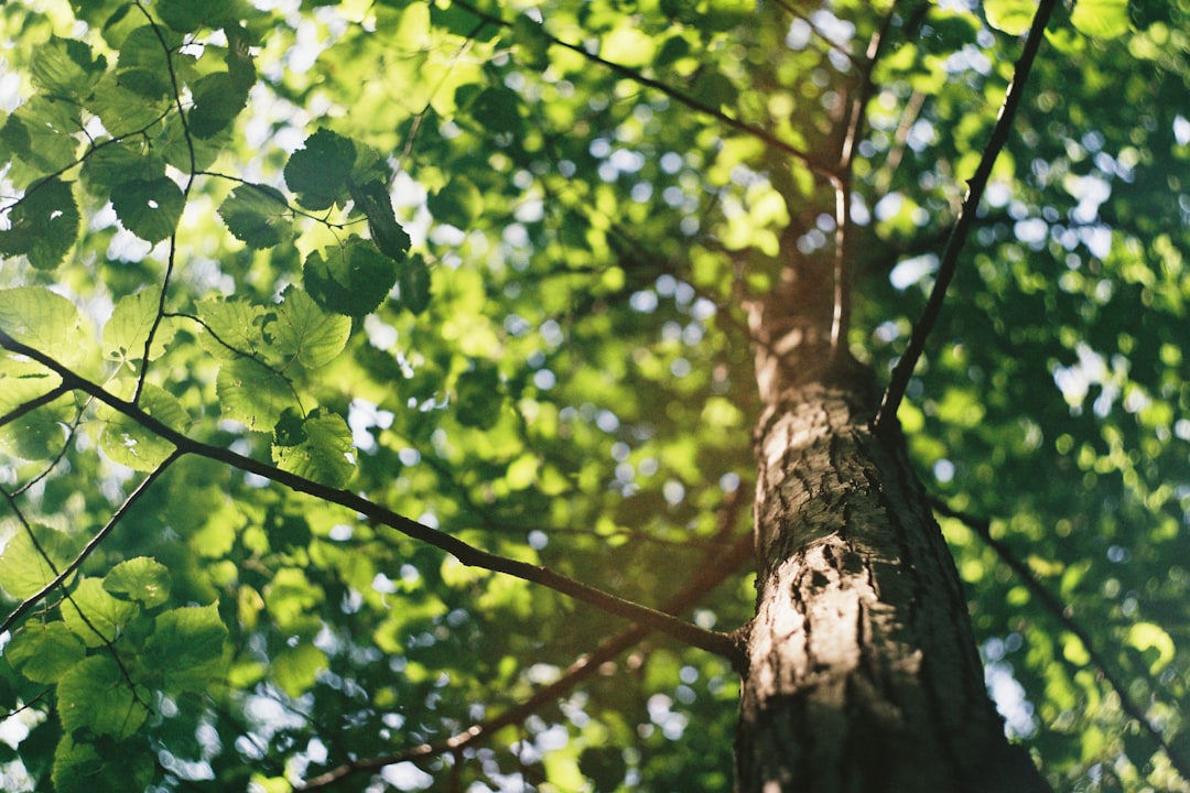 Mobile forest background